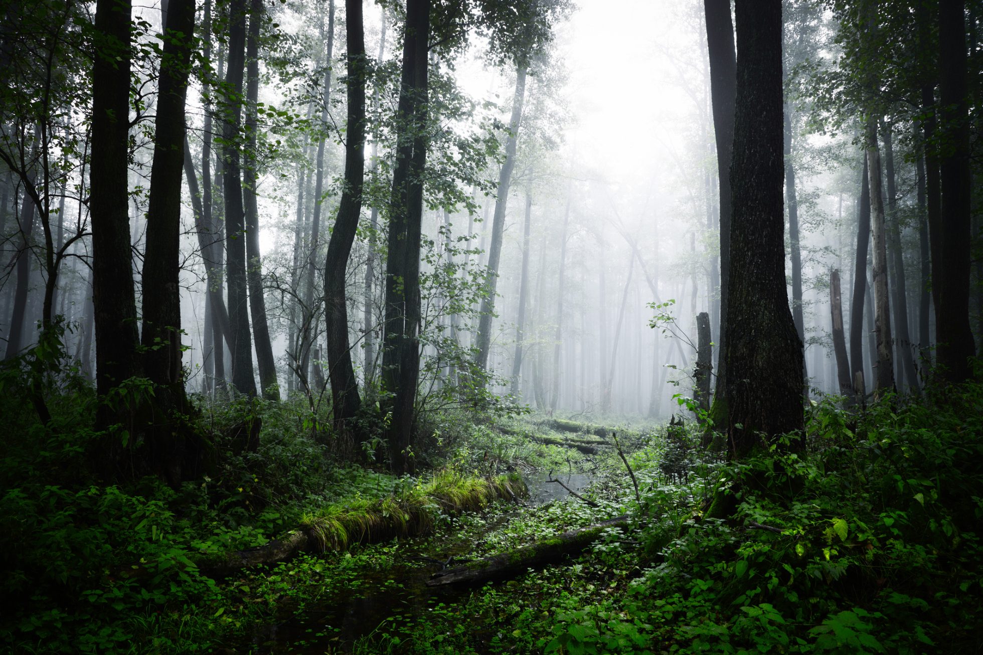 Obszar Kampinoski Park Narodowy w pobliżu Warszawy. Zdjęcie przedstawia gęsty las z widoczną ścieżką.